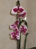 IMG_0134.webp