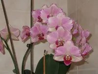 IMG_0137.webp