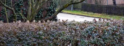Spatzenparade006.webp