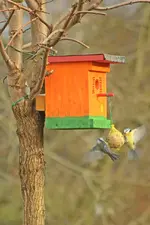 2 Meisen im Anflug_smaller.webp