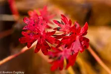6.12.11 (37 von 48).webp