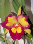 Blc. Taiwan Queen -King`s Monkey (2).jpg