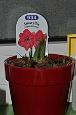 Amaryllis_smaller.webp