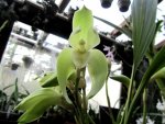 Lycaste fimbriata - Kopie.JPG