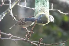 spatz u. blaum..webp