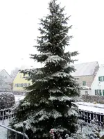 Der1-Schnee013.webp