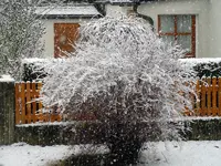 Der1-Schnee012.webp