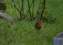 der liebe Herbert.webp