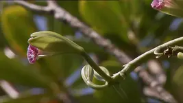 Vanilleblüte.webp