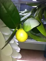 neues  von heute 002.webp