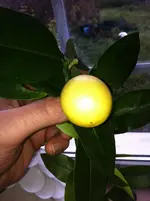 neues  von heute 004.webp