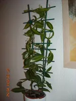Vanille 07.11.2011 001.webp