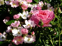 DSCF0293.webp