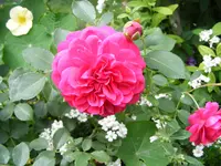 009.webp