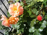049.webp