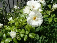 048.webp