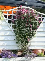 Clematis_klein.webp