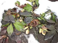 Garten Januar 2009 003.webp