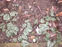 Garten Januar 2009 004.webp