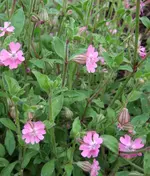 Rosa-5er.webp