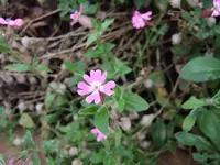Rosa-5er-02.webp