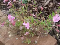 Rosa-5er-03.webp