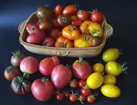 tomatos.webp
