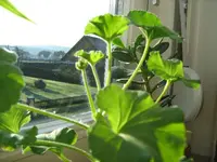 IMG_1381_600x450.webp