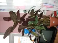 blume.webp