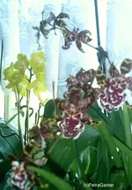 ORCH1.webp