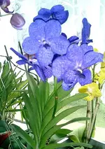 vanda.webp