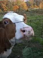 kuh8.webp