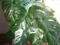 Monstera deliciosa Variegata 002.webp