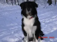 Selma im Schneewald.webp
