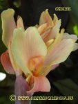 Canna Cherie 8x.JPG