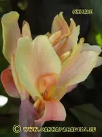 Canna Cherie 8x.webp