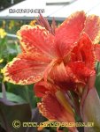 Canna Hocuspocus 7y.JPG