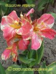 Canna Flamingo striped 8.JPG