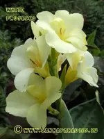 Canna White Prosecco 8a.webp