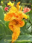 Canna Flicflac 1k.JPG