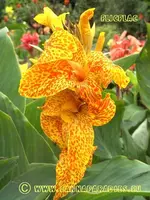 Canna Flicflac 1k.webp
