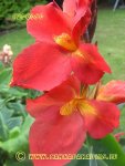 Canna Fuocoso 8.JPG