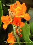 Canna La Fermosa 1f.JPG