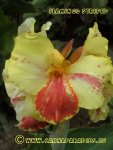 Canna Flamingo striped 8c.JPG