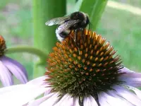 hummel.webp