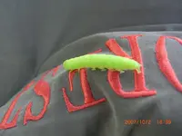 raupi.webp