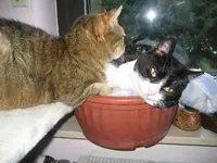 trixi nov 005.webp