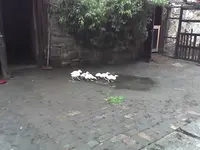 unsere enten.webp