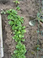 Garten 2009 008.webp