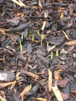 Garten 2009 004.webp